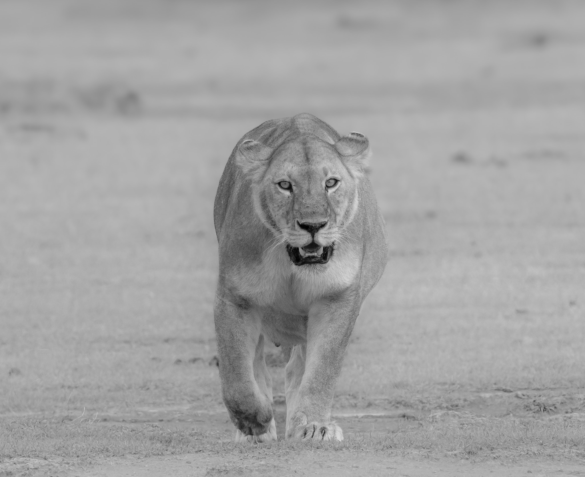 Lion walking in the jungle